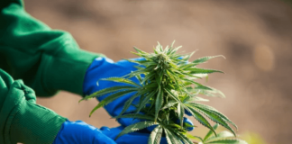 3 Tips You Need to Keep in Mind to Find the Perfect Cannabis Strain for Yourself Cannabis