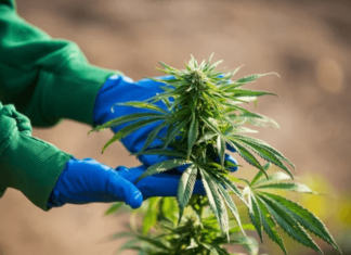Cannabis