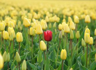 How to Stand Out from the Crowd with Your Marketing Strategy Marketing-Strategy