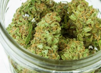 Cannabis