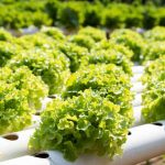 Hydroponics---Garden