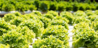 Hydroponics---Garden