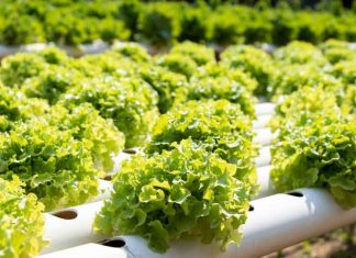 Hydroponics---Garden
