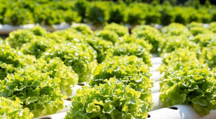 Hydroponics---Garden