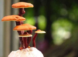 Mushroom