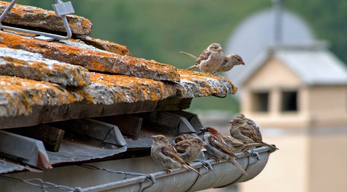 Roof Pests: Ways To Deal And Protect Your Roof From Pests