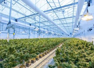 Cannabis---Garden