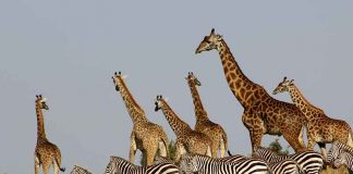 Top 5 Destinations for an Africa Luxury Safari Maasai Mara