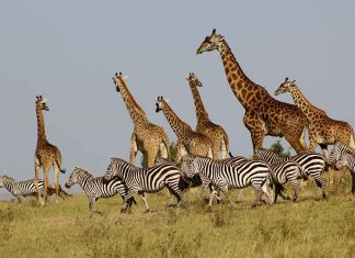 Maasai Mara