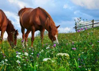 Equestrian