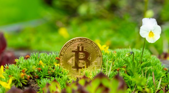 The Truth About Crypto Bitcoin Crypto