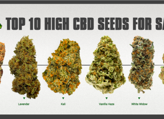 Top 10 High CBD Seeds For Sale In 2022 CBD