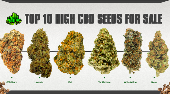 Top 10 High CBD Seeds For Sale In 2022 CBD