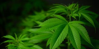 LA Can CBD Help with My Anxiety and Depression