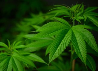 Can CBD Help with Anxiety and Depression? LA Can CBD Help with My Anxiety and Depression