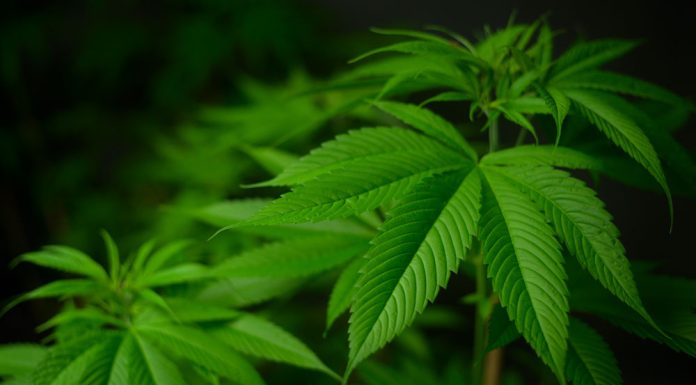 LA Can CBD Help with My Anxiety and Depression