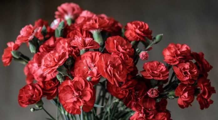 Taking Care of Flowers