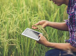 Crop Insurance