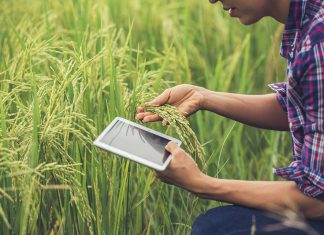 Crop Insurance