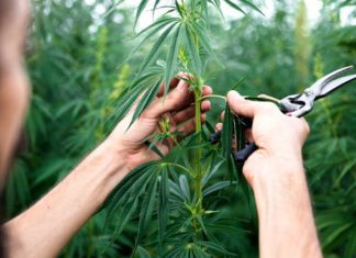 Some Important Tips To Consider When Growing Medical Marijuana Medical Marijuana