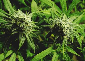 What Are the Health Benefits of CBG? CBG