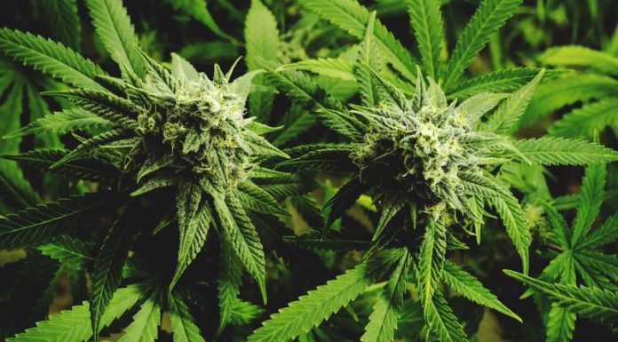 What Are the Health Benefits of CBG? CBG