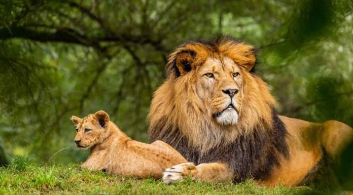 12 Ways to Help Conserve Wildlife