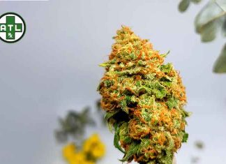 Delta 10 THC: What is it and How Can it Benefit You? Delta-THC