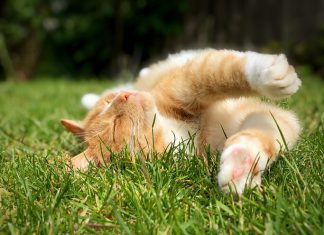 cat