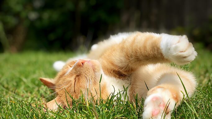 5 Pet Essentials For a Happy Cat cat