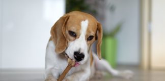 Dog chewing a bone indoors