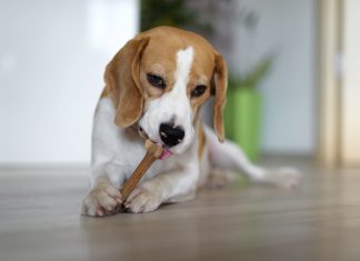 Dog chewing a bone indoors