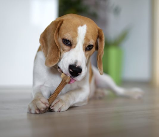Dog chewing a bone indoors