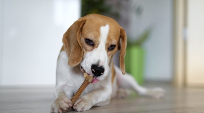 5 Reasons Why Chew Bones Are Good For Your Dogs Dog chewing a bone indoors