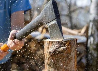 Tree Surgeon Prices 2022 : Comparing Top Tree Removal Costs In UK Tree-Surgeon
