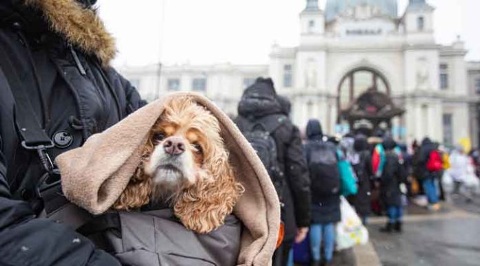 The Financial Exclusion Problem Facing Ukrainian Refugees and What Can Be Done Ukranian-Refugees