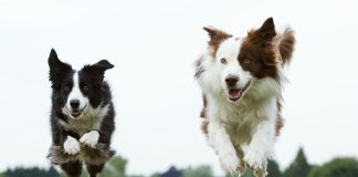 Healthiest Dog Breeds