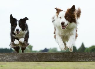 Healthiest Dog Breeds
