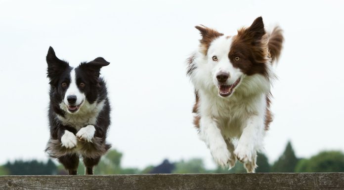 Healthiest Dog Breeds