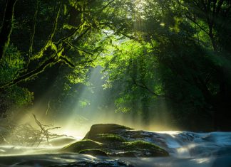 Forest
