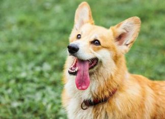 Pet-Dog