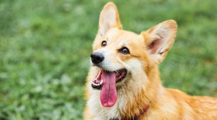 6 Features To Look For In A Dog Kennel Pet-Dog