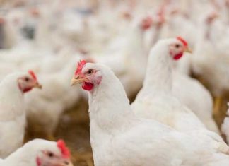 Poultry