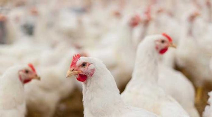 7 Useful Tips For Running A Successful Backyard Poultry Farm Poultry