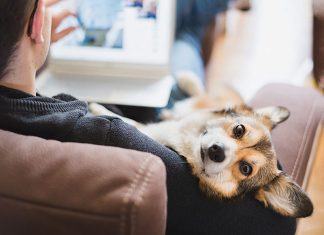 “Net better Off?” Why companies should scale new, tech-based flexible work practices pet