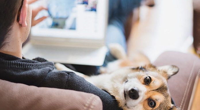 “Net better Off?” Why companies should scale new, tech-based flexible work practices pet
