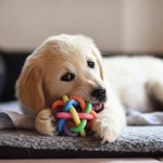 Dog Supplies You'll Need For Your Pup