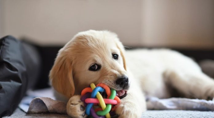 Top 10 Dog Supplies You’ll Need For Your Pup Dog Supplies You'll Need For Your Pup