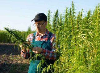 Can Cannabis Assist You? Cannabis---Man