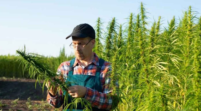 Can Cannabis Assist You? Cannabis---Man